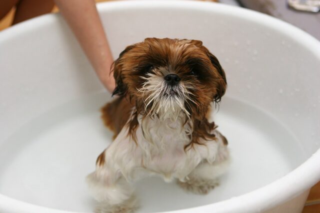 Dog in bath itch relief shampoo