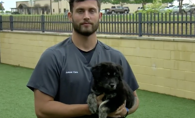 Handsome shelter employee holding puppy