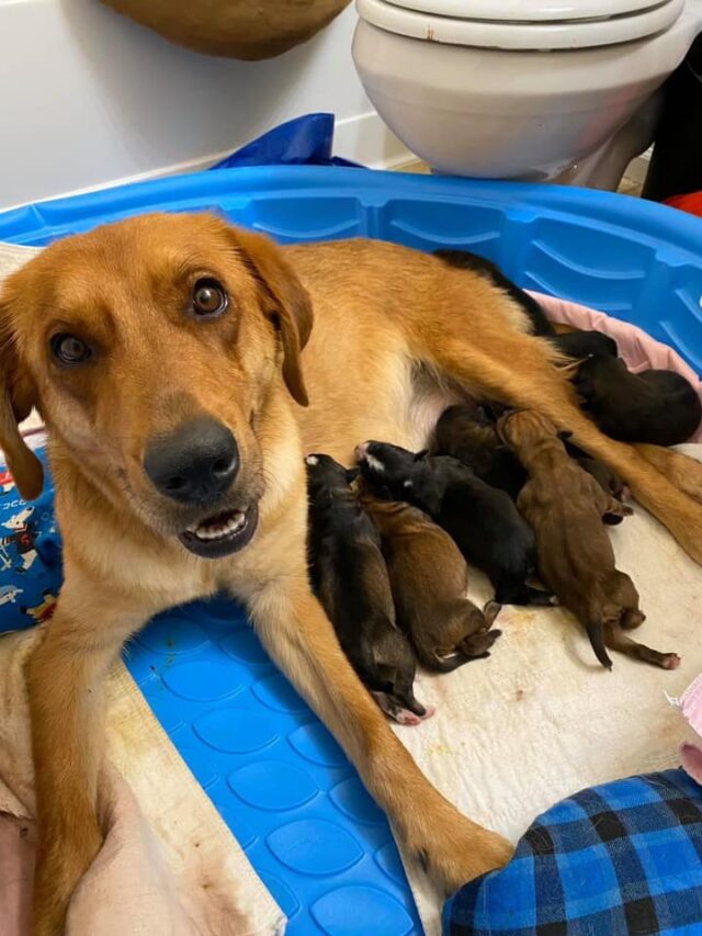 Happy mom dog