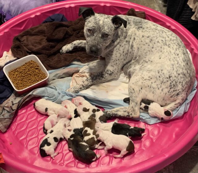 Mom dog and her puppies