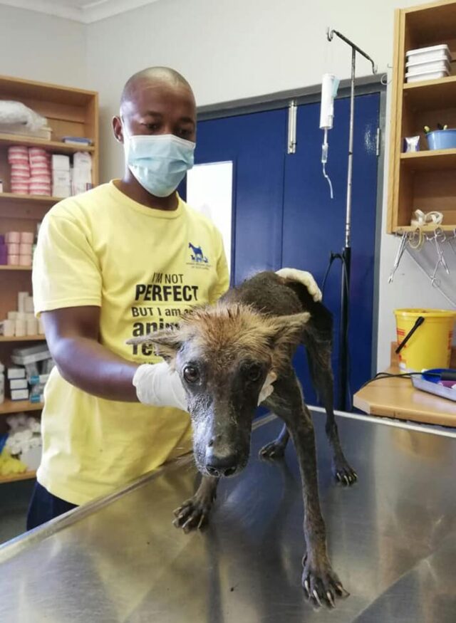 Neglected dog examined by vet