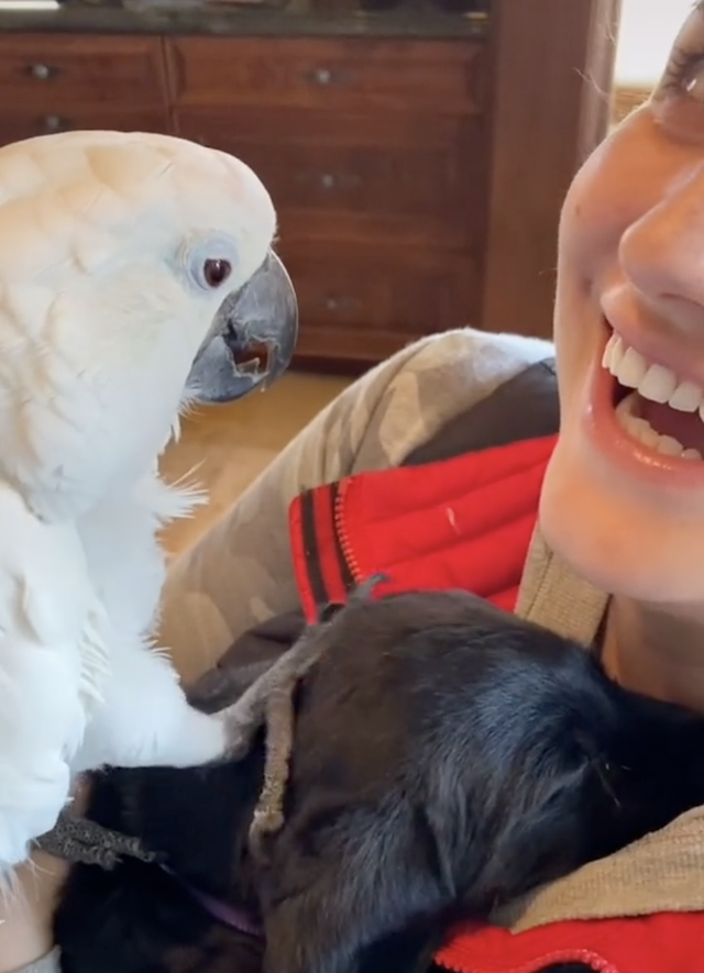 Parrot petting puppy