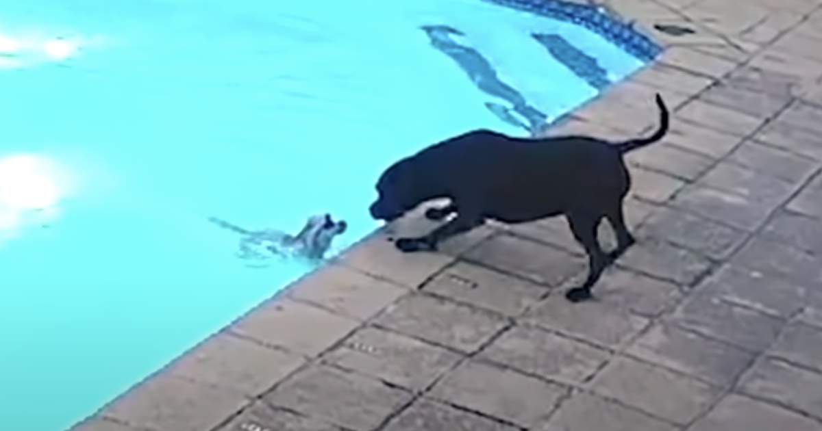 Pit Bull Saves Pomeranian from drowning