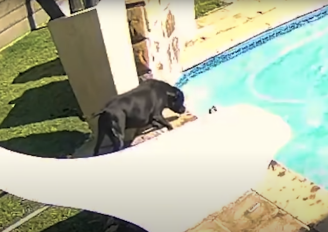 Pit Bull approaching drowning dog