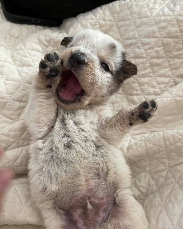 Playful rescue puppy