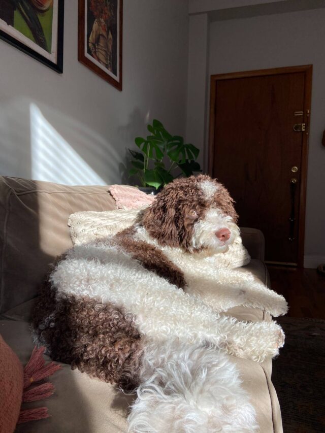 Poodle relaxing in the sun