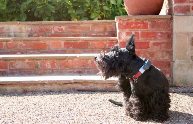 Scottish Terrier itching