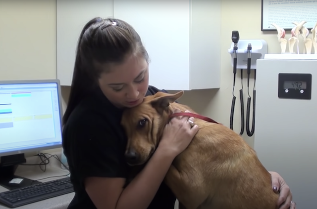 Veterinarian hugs wild dog