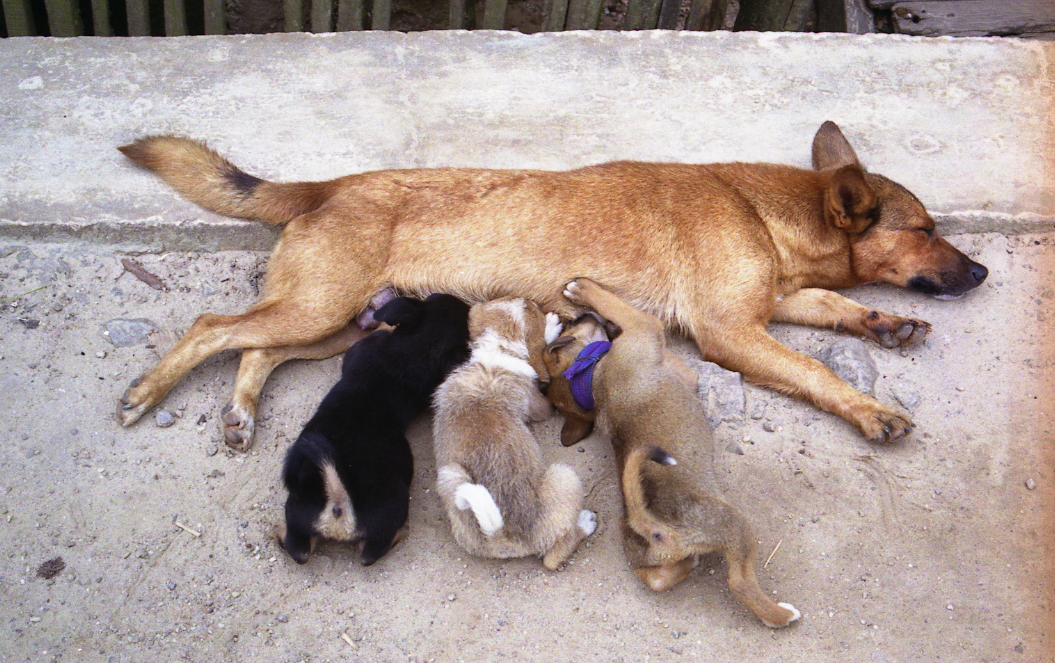 dogs-nursing-mothers-milk