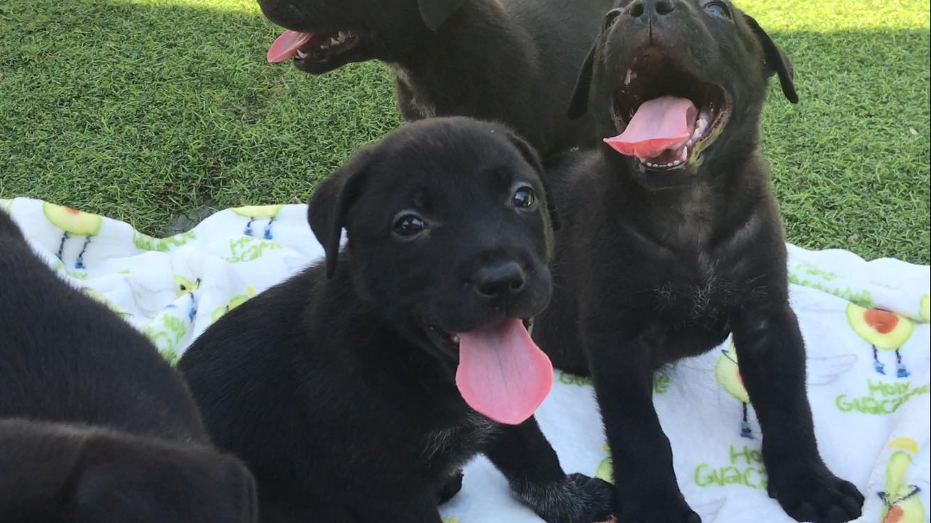 Adoptable Puppies