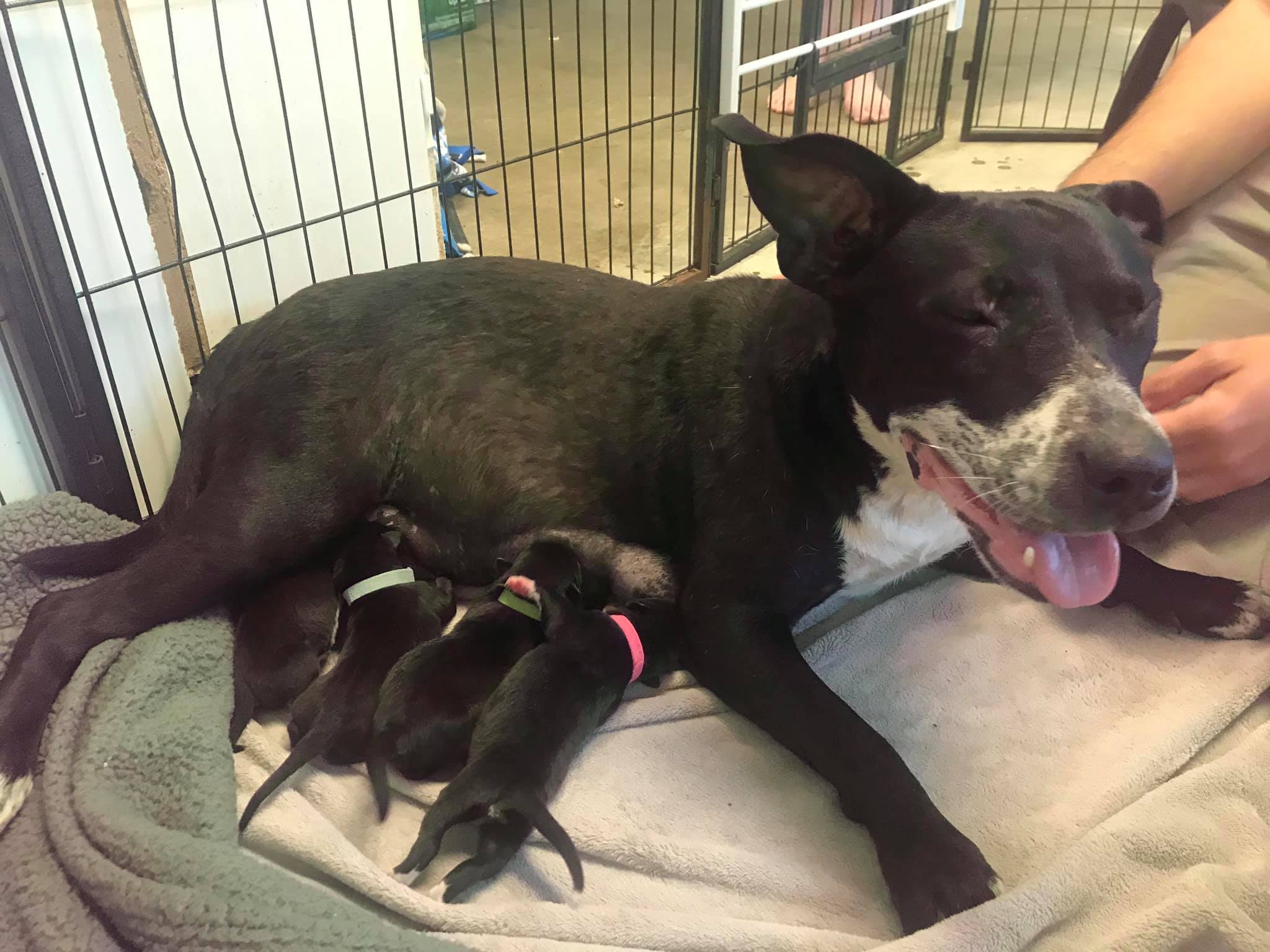 Jade and puppies at CARES