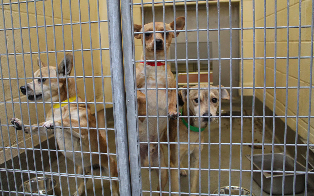 Don't Return Your Pandemic Rescue Dog To A Shelter - Do This Instead