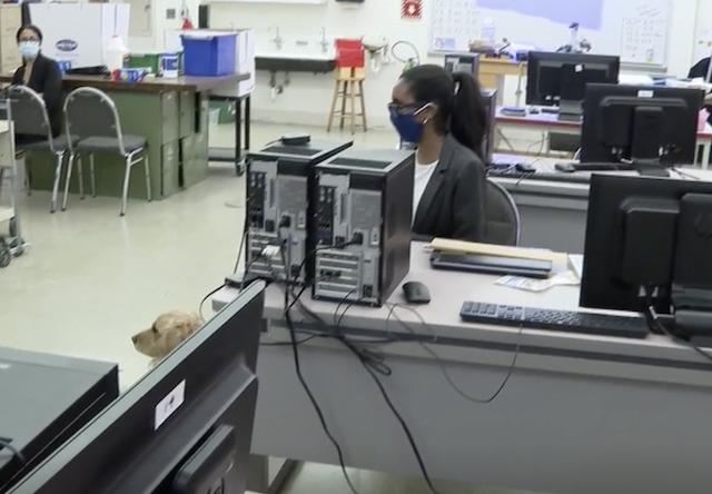 Blind teen and service dog in class
