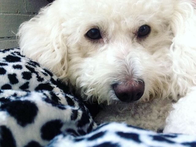 Cuddly Toy Poodle