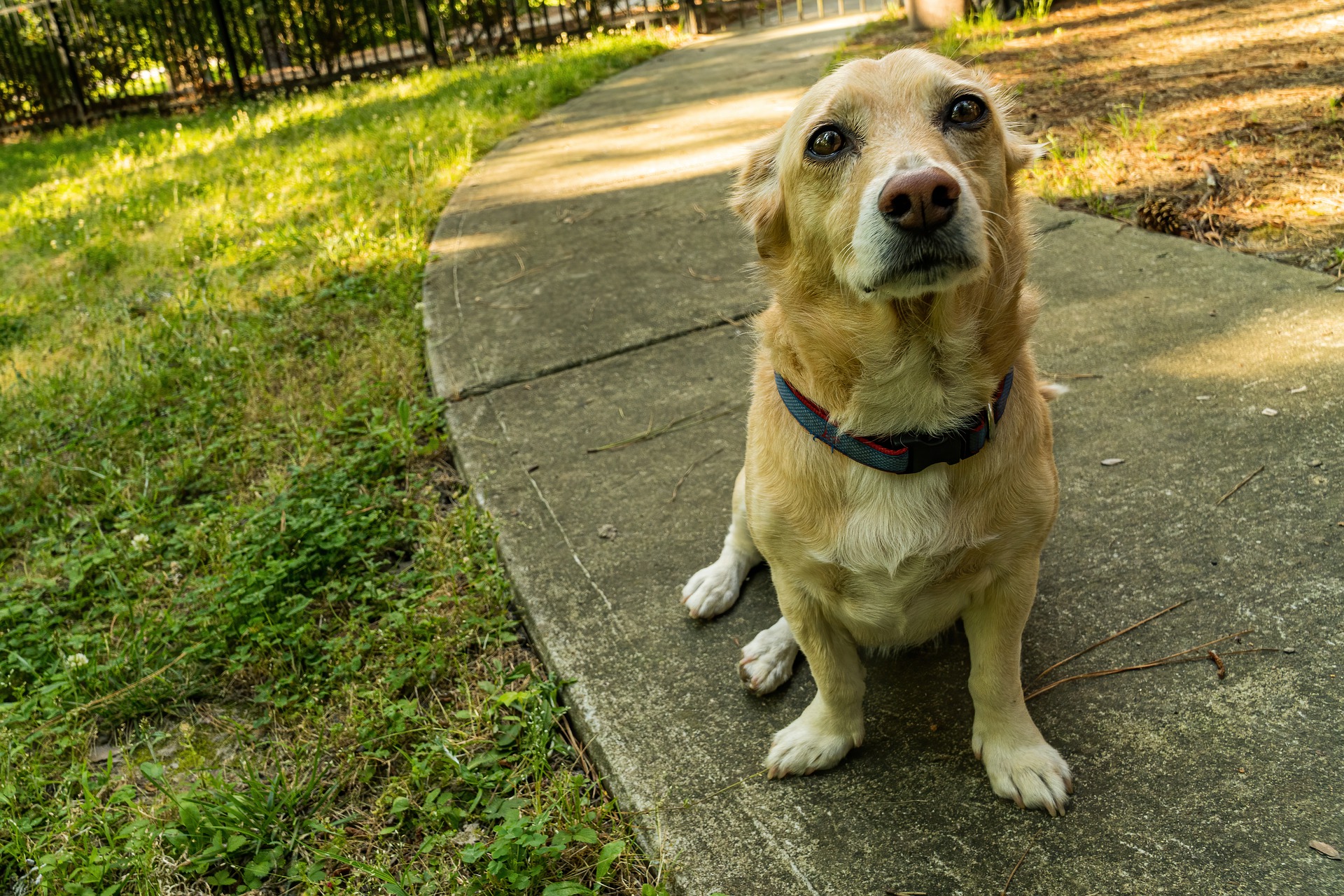 Dog looking worried