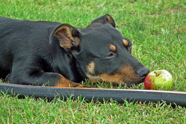 Dog sniffing apple