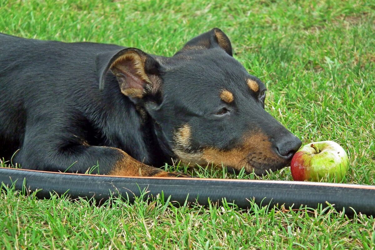 Dog sniffing apple