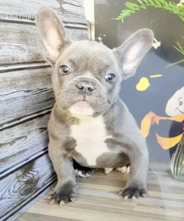 French Bulldog puppy stolen
