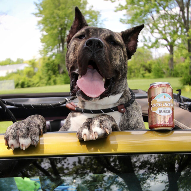 Happy rescue dog with Busch