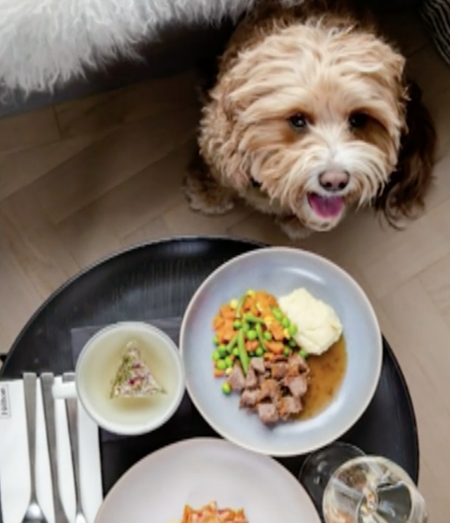 Hilton dog meals