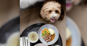 Hilton dog meals