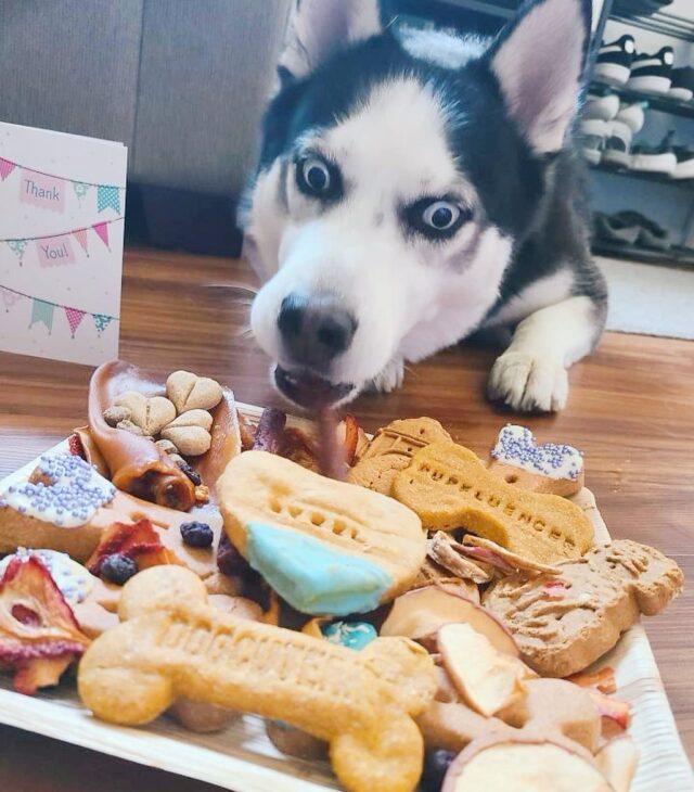 Husky excited about treats