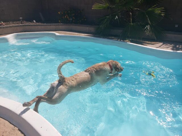 Lab jumping in pool