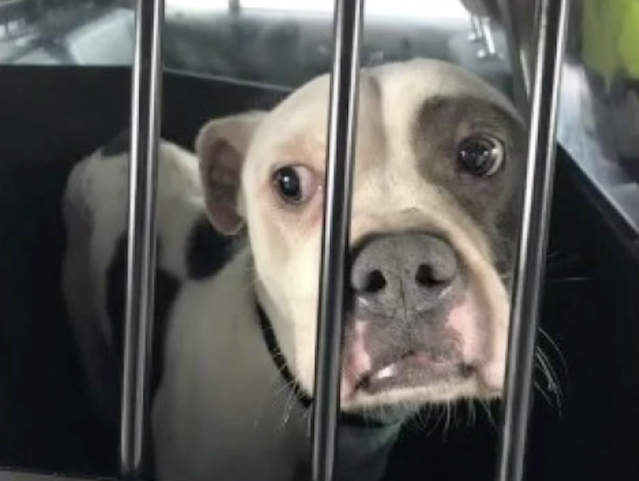 Neglected Pit Bull rescued