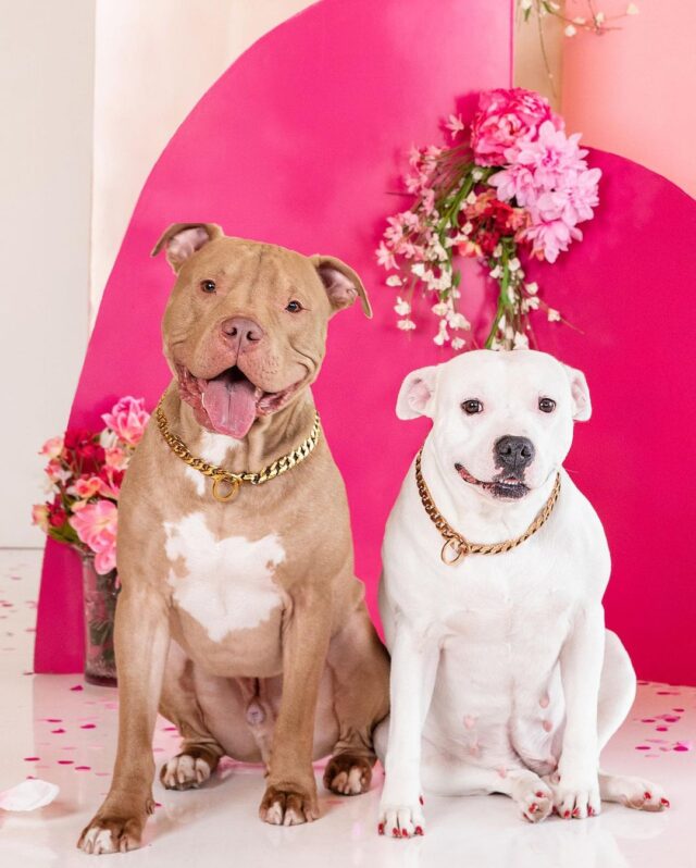 Pit Bull Valentine's Day