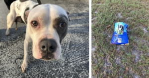 Pit Bull abandoned with food