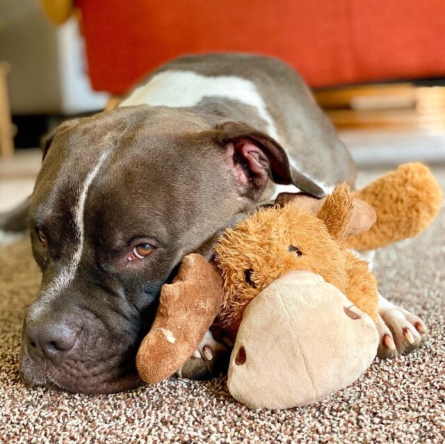 Pit Bull and stuffed animal