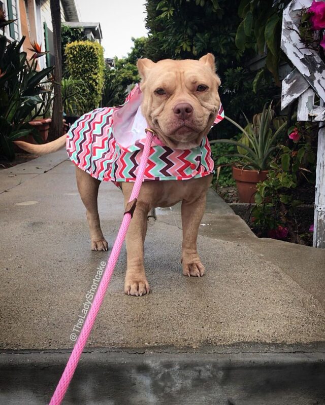 Pit Bull in pink raincoat