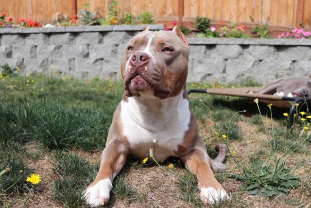 Pit Bull posing with flowers