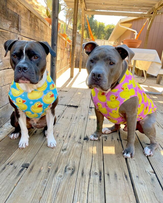 Pit Bulls in ducky pajamas