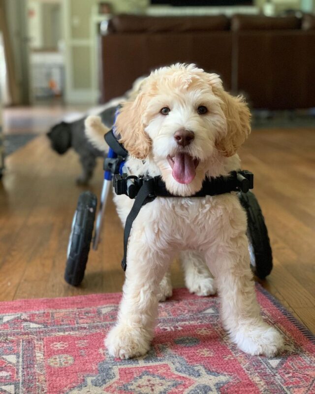 Puppy in wheelchair