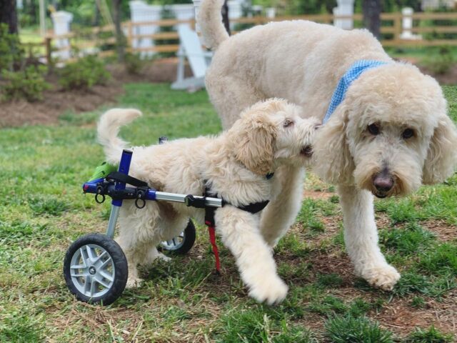 Puppy in wheelchair playing