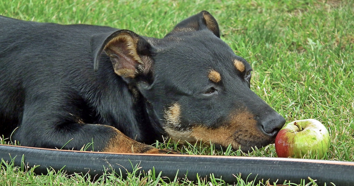 Canine itch relief ingredients