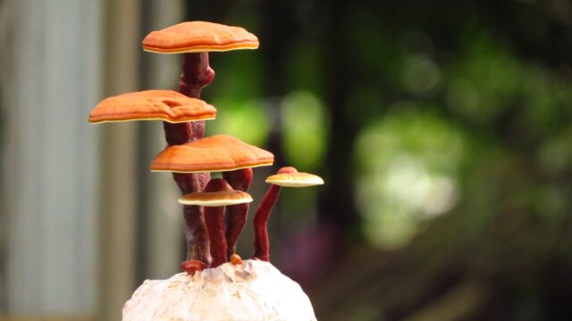 Reishi mushrooms