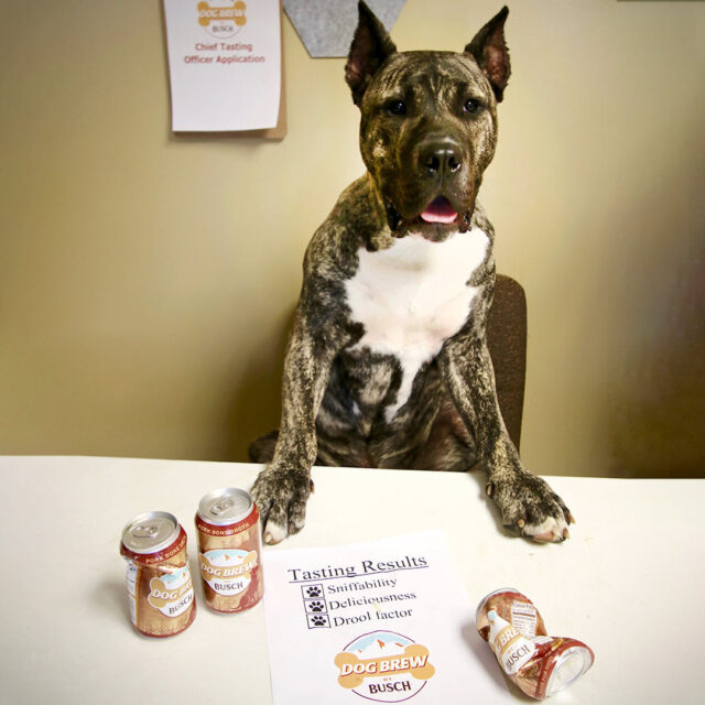 Rescue Dog Tasting Dog Brew