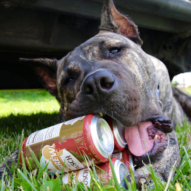 Rescue dog licking dog brew