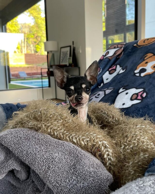 Senior Chihuahua with cancer