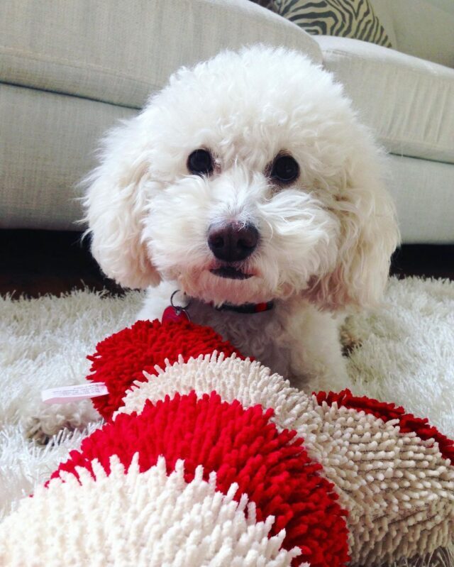 Toy Poodle Playing with Dog Toy