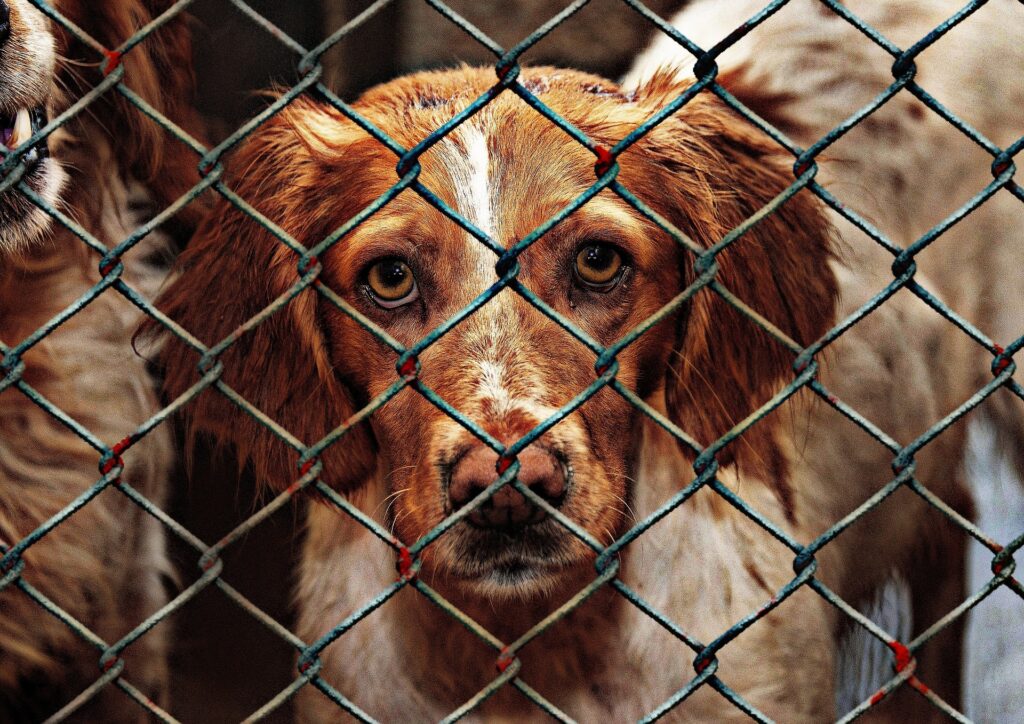 animal-shelter-dog
