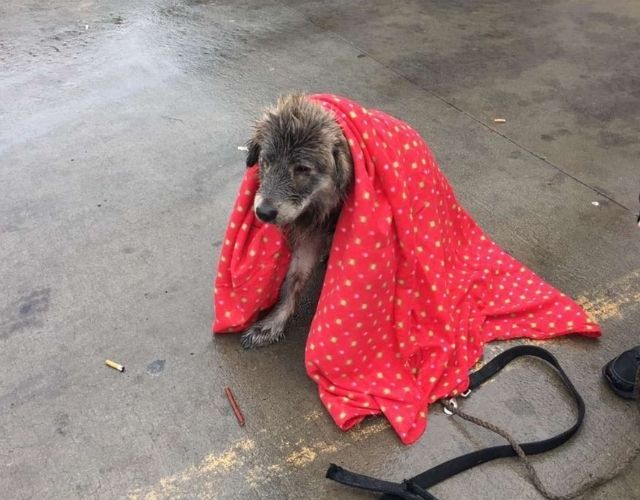 dog in rain