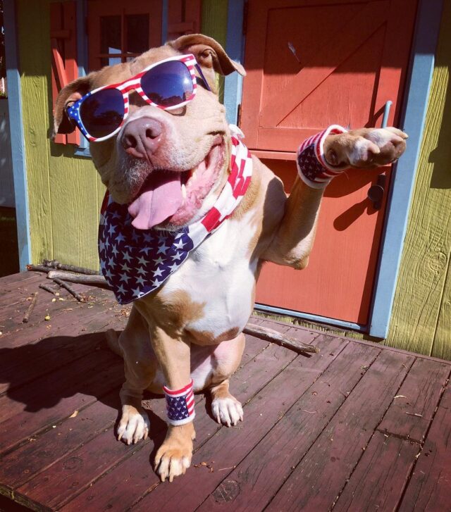 Fourth of July Pit Bull