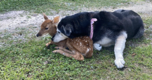 Dog cuddling with deer
