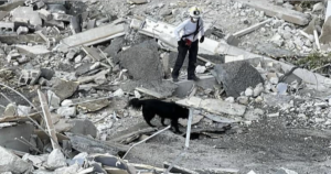 Dog searching Miami rubble