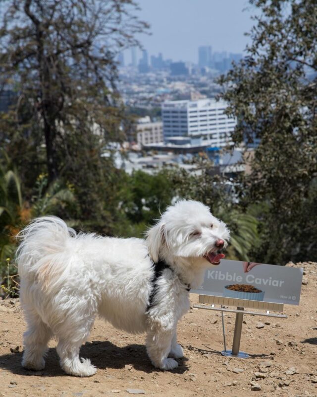 Dog with city and Jinx billboard