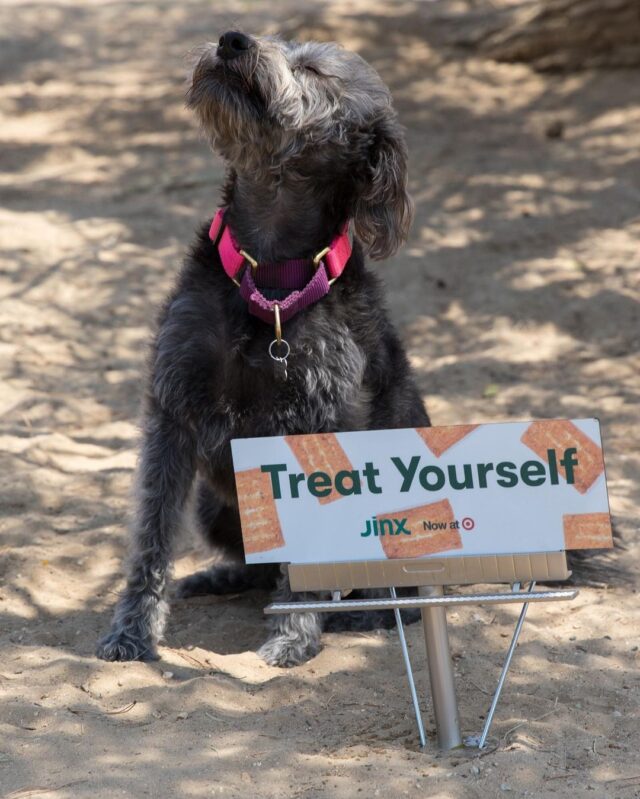 Dog with tiny billboard