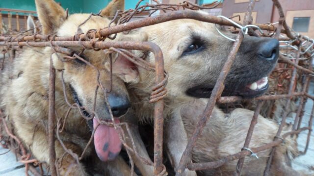 Dogs crammed in rusty cage